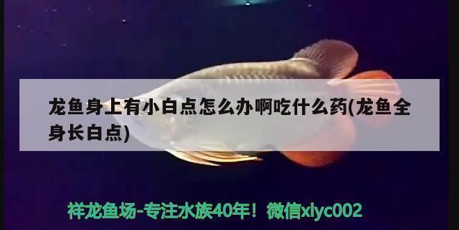 龍魚白點越來越大怎么回事啊：龍魚身上白點用什么藥