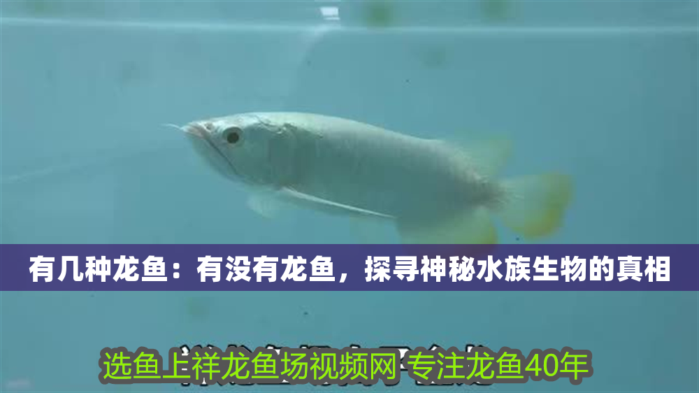 有幾種龍魚(yú)：有沒(méi)有龍魚(yú)，探尋神秘水族生物的真相