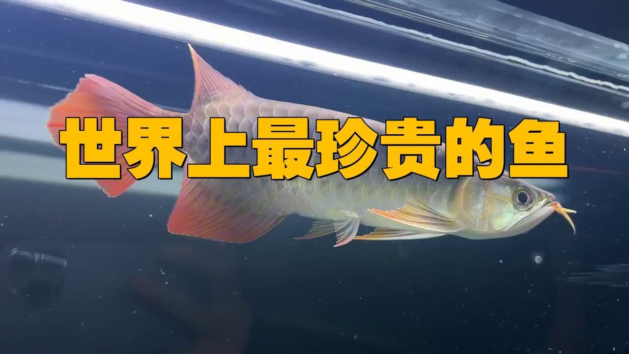 世界十大頂級食用魚