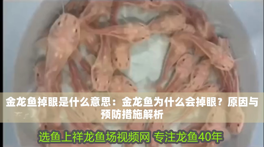 金龍魚掉眼是什么意思：金龍魚為什么會掉眼？原因與預防措施解析