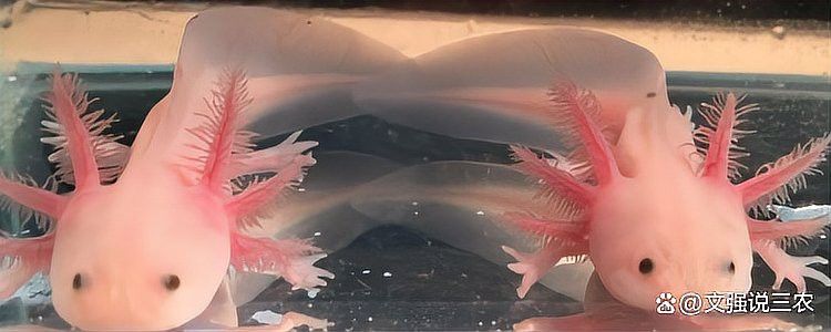 龍魚吃大麥蟲吃進去就吐出來了正常嗎：龍魚吃大麥蟲后吐出來了，可能只是因為不喜歡這種食物