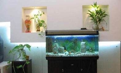 熱帶魚魚缸布置方法，熱帶魚缸過濾系統選擇熱帶魚適宜水溫控制技巧