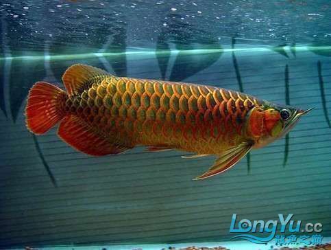 紅龍魚吃海蝦可以嗎，紅龍魚可以吃海蝦嗎