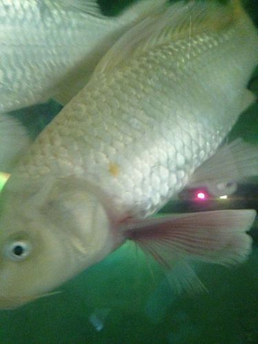 魚鰭充血圖片