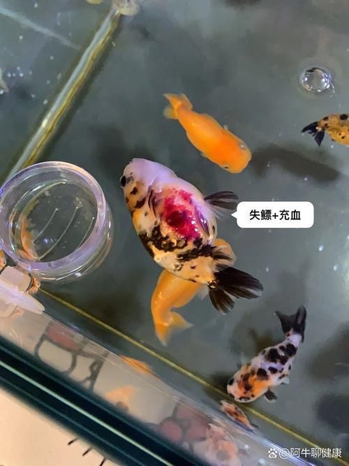 魚鰭充血圖片