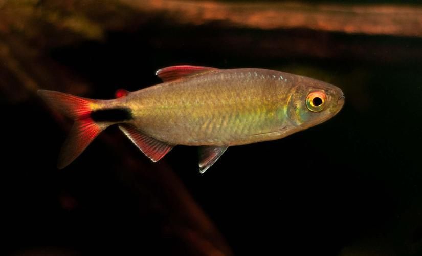 魚鰭充血圖片