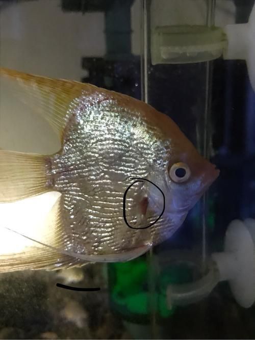魚鰭充血圖片
