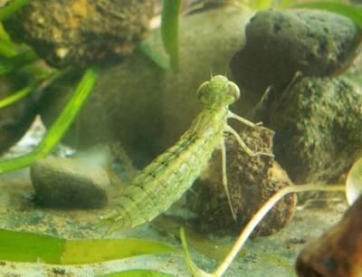 白缸養紅龍會導致紅龍發色不佳嗎？：白缸養紅龍會對魚只健康產生負面影響嗎，白缸養紅龍的后果