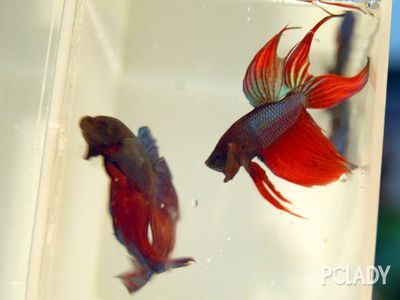 金龍魚正確飼養方法：金龍魚正確飼養方法，金龍魚的正確飼養方法