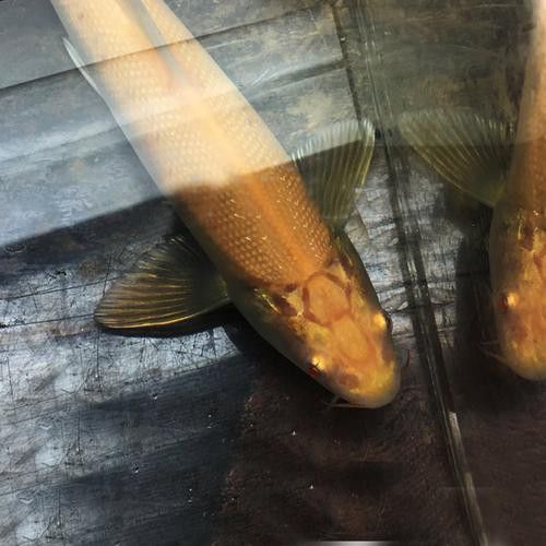 白子龍魚多少錢一只圖片視頻