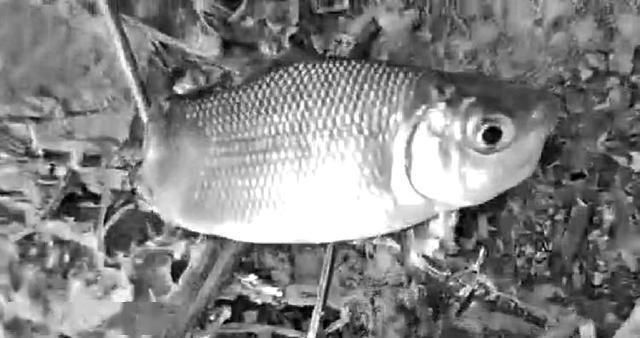 巴西亞魚苗疾病預防方法，巴西魚苗常見疾病有哪些