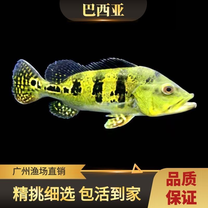 巴西亞魚苗疾病預防方法，巴西魚苗常見疾病有哪些