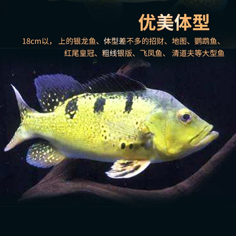 巴西亞魚苗疾病預防方法，巴西魚苗常見疾病有哪些