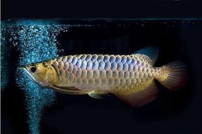 高端龍魚的種類有哪些（紅龍魚、金龍魚、青龍魚、銀龍魚哪個(gè)品種最好？）