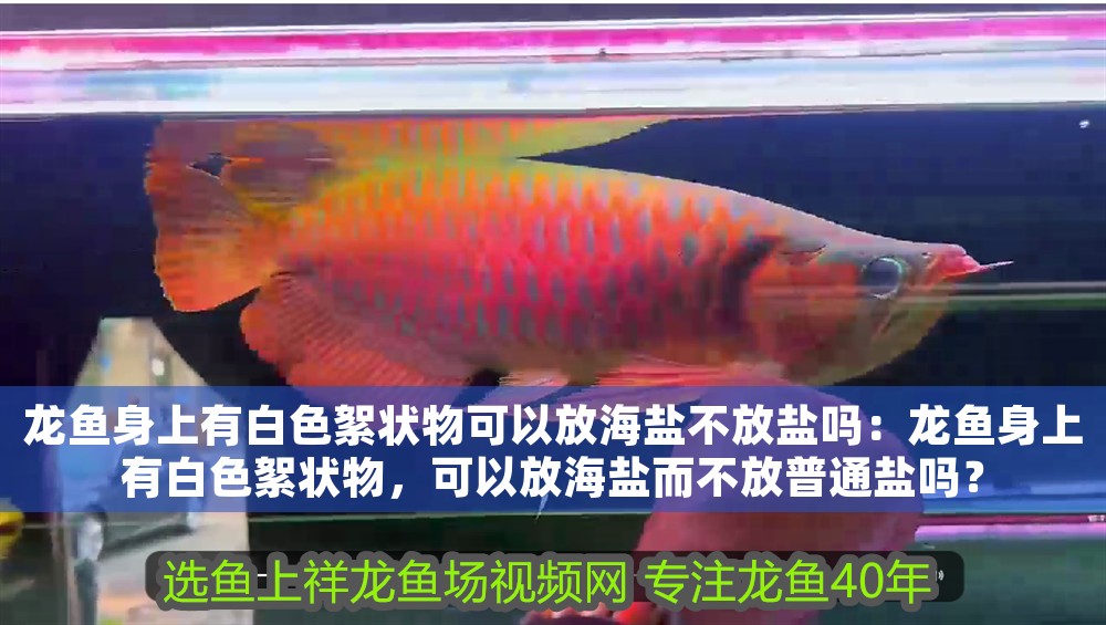 龍魚身上有白色絮狀物可以放海鹽不放鹽嗎：龍魚身上有白色絮狀物，可以放海鹽而不放普通鹽嗎？