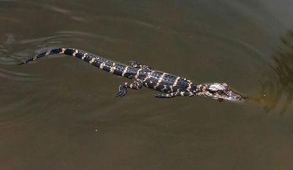 龍魚身上有白色絮狀物可以放海鹽不放鹽嗎：龍魚身上有白色絮狀物，可以放海鹽而不放普通鹽嗎？
