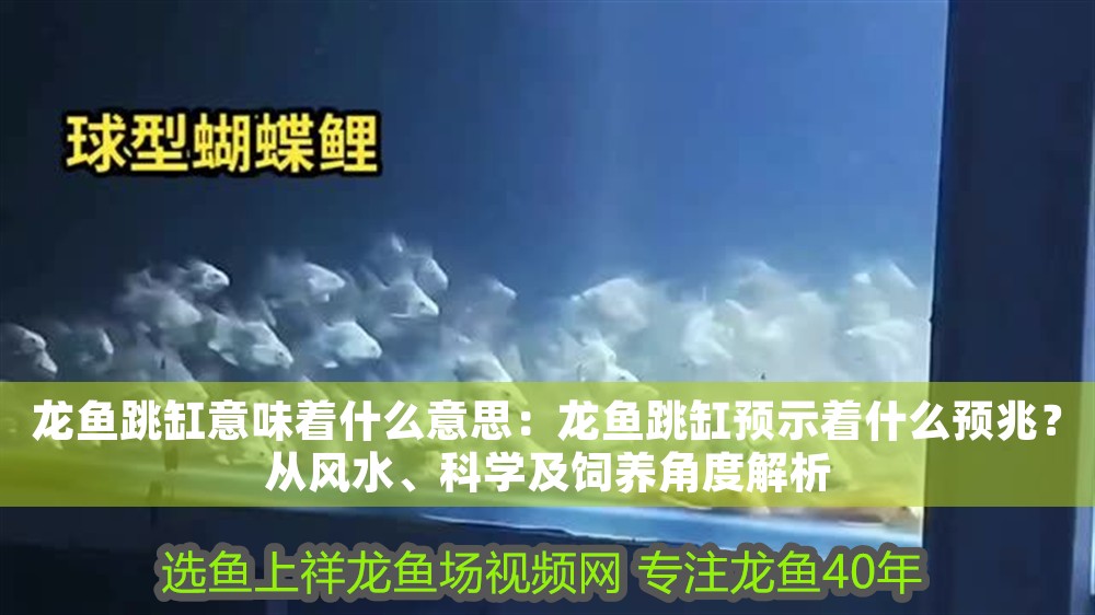 龍魚跳缸意味著什么意思：龍魚跳缸預示著什么預兆？從風水、科學及飼養角度解析