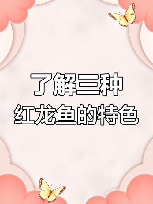 紅龍魚品種區分圖片
