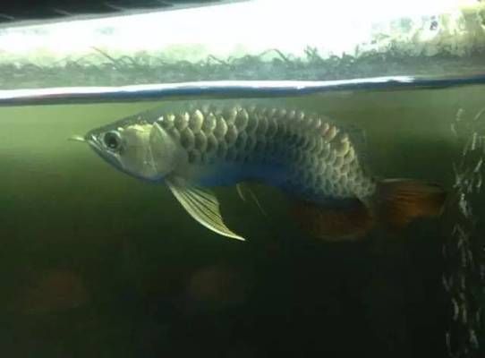 金龍魚背彎怎么辦：金龍魚背彎了怎么辦金龍魚背彎了怎么辦