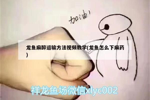 給龍魚做手術麻藥用量（給龍魚做手術時使用麻藥的用量應該根據魚的大小、體質以及手術的具體情況來確定）