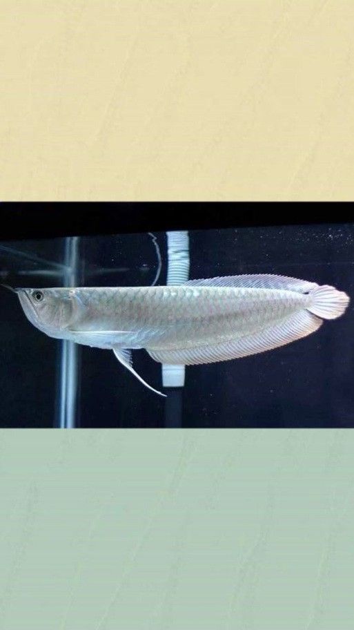 如何挑選銀龍魚苗圖片視頻