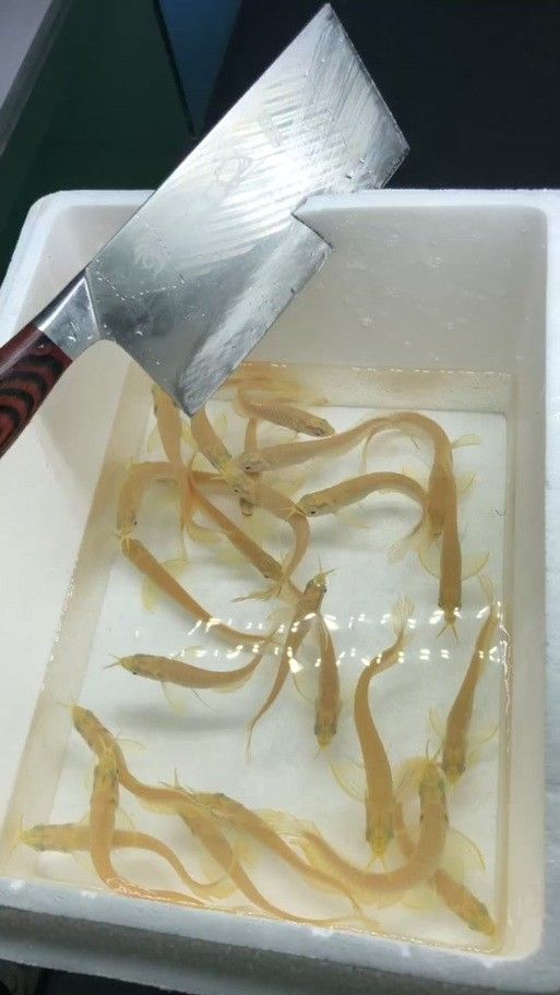 如何挑選銀龍魚苗圖片視頻