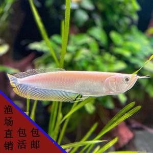 如何挑選銀龍魚苗圖片視頻