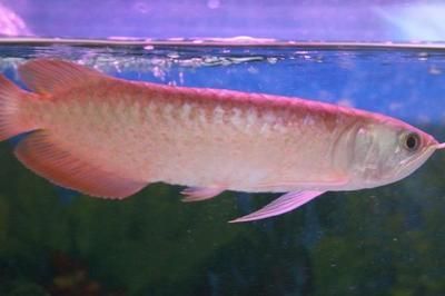 銀龍魚低頭尾上（銀龍魚低頭尾上可能由哪些因素引起？）