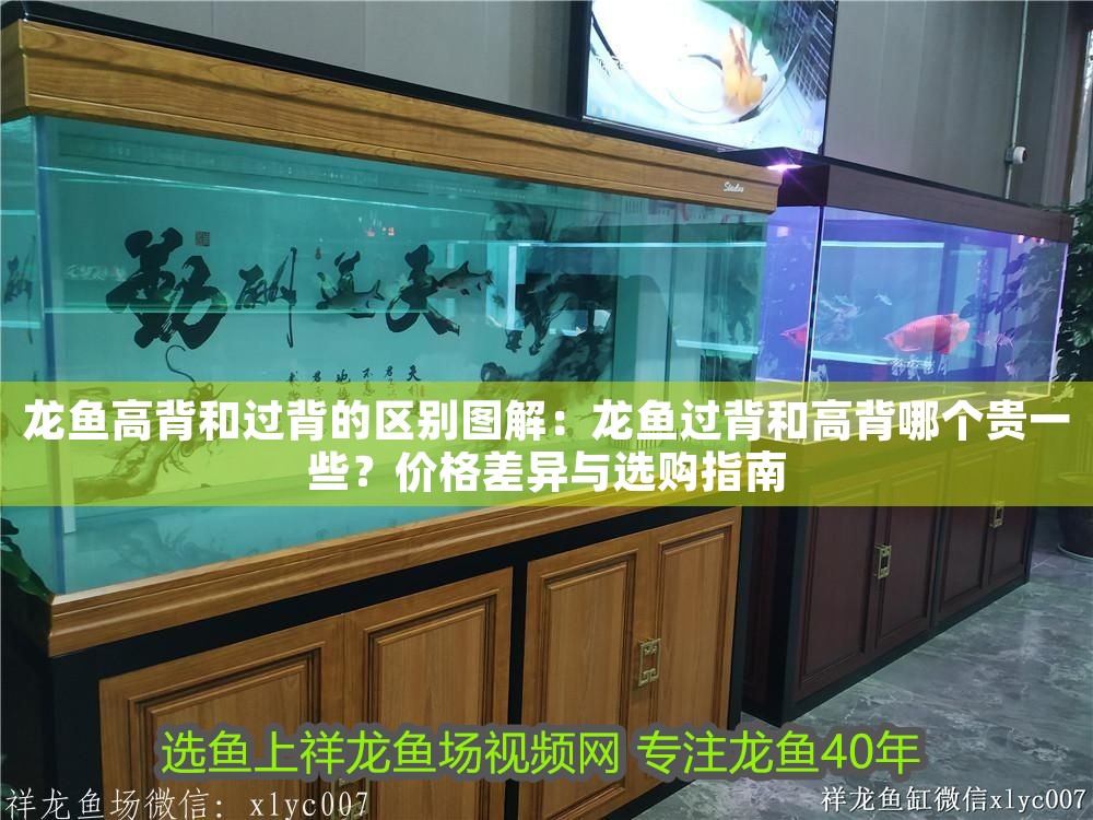 龍魚高背和過背的區別圖解：龍魚過背和高背哪個貴一些？價格差異與選購指南