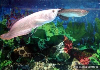 龍魚適合喂什么水：龍魚喜歡弱酸性的水，飼養者需要將ph值保持在6.5之間
