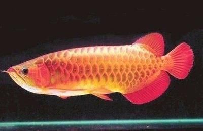 龍魚虎魚的寓意（龍魚、鳳凰在中國文化中有著豐富的寓意和象征意義）