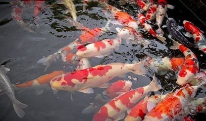 龍魚虎魚的寓意（龍魚、鳳凰在中國文化中有著豐富的寓意和象征意義）