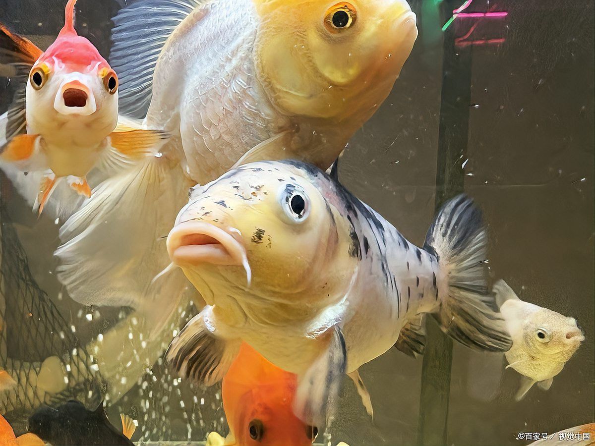 紅龍魚頭上有黑點