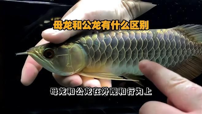 龍魚咋分公母啊