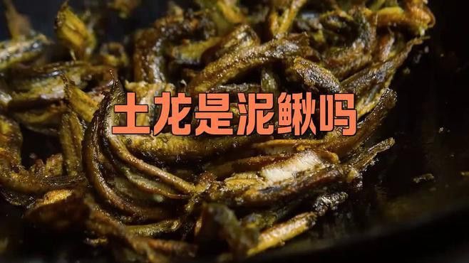 海里土龍魚