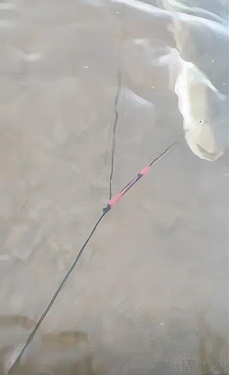 海里土龍魚