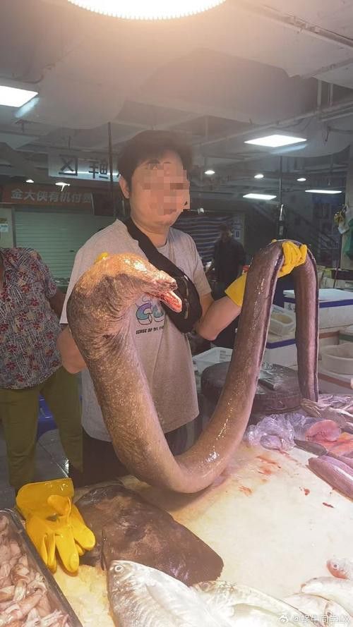 海里土龍魚