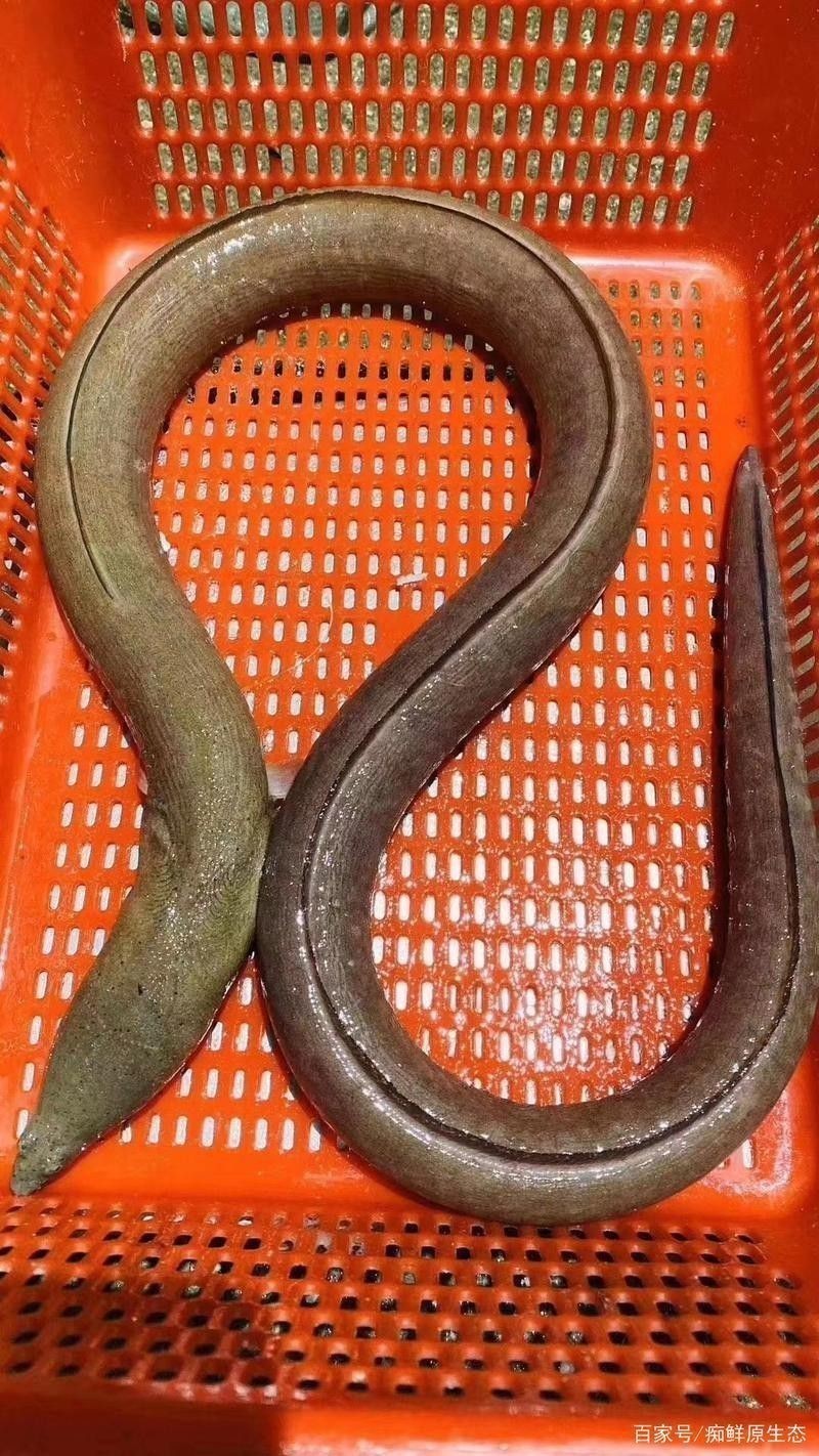 海里土龍魚