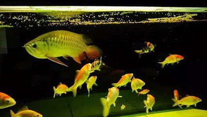 可以和龍魚混養的熱帶魚有哪些：適合與龍魚混養的熱帶魚品種：適合與龍魚混養的熱帶魚