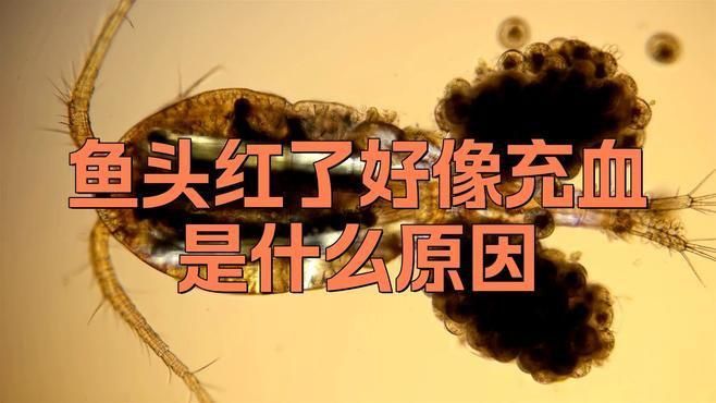 詳細說說金魚充血的癥狀有哪些？