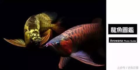 龍魚貴的原因（龍魚養殖技術要點，如何鑒別龍魚市場價格趨勢，龍魚繁殖成功率提升方法）