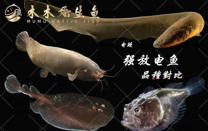 鰻魚跟電鰻是一種嗎