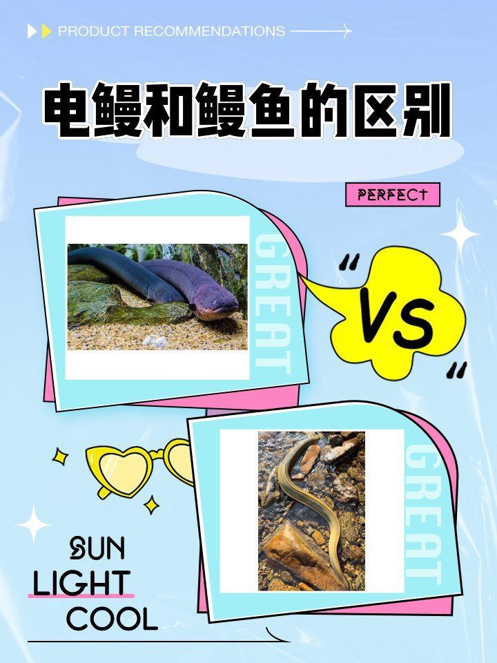 鰻魚跟電鰻是一種嗎