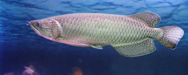 成年銀龍魚長度多少厘米正常（成年銀龍魚能長多大銀龍魚能長多大銀龍魚能長多大）