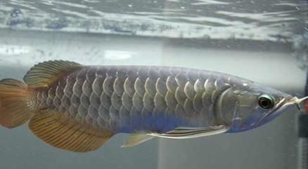 成年銀龍魚長度多少厘米正常（成年銀龍魚能長多大銀龍魚能長多大銀龍魚能長多大）