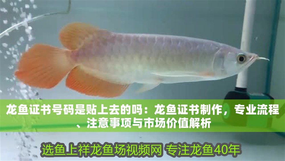 龍魚證書號碼是貼上去的嗎：龍魚證書制作，專業流程、注意事項與市場價值解析