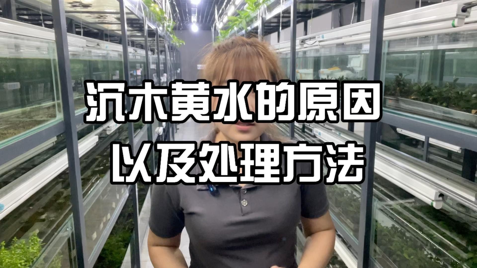 沉木放多久才不會黃水？