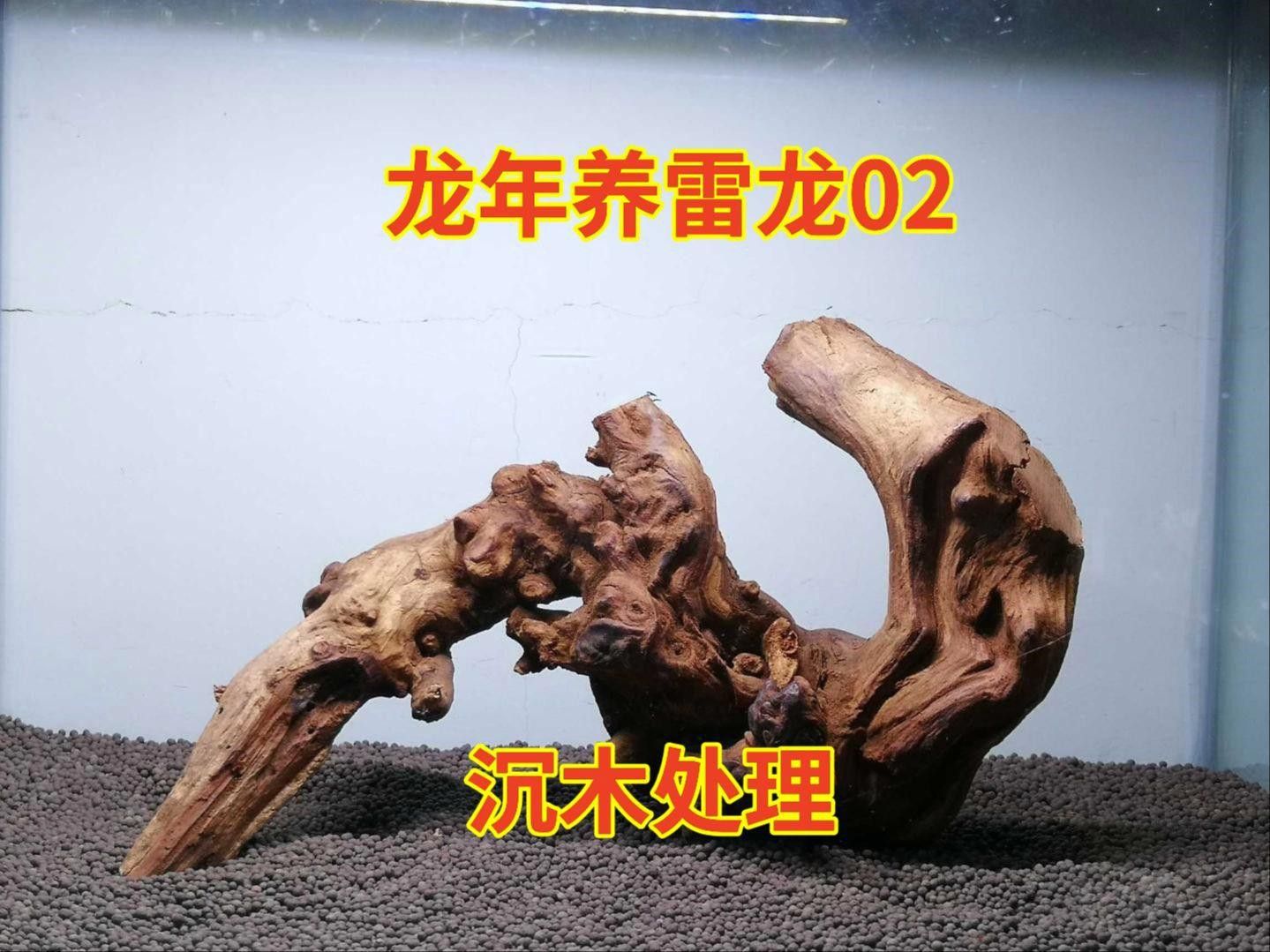 沉木放多久才不會黃水？