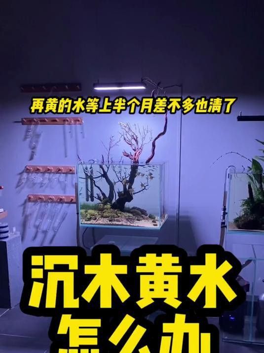 沉木放多久才不會黃水？