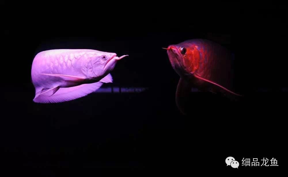 龍魚吃了異物怎么辦（龍魚吃了異物會表現出不適，如何預防龍魚誤食異物）